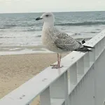 Apartment Diva 2-pokojowy Prywatny Z Aneksem Kuchennym *