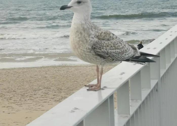 アパート Diva 2-pokojowy Prywatny *